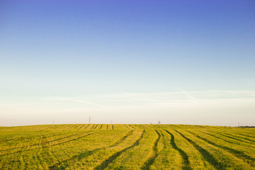 Fototapeta na wymiar Summer landscape with blue cloudy sky, wheat field and track inside