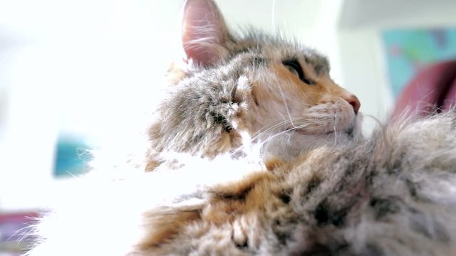 Confused Maine Coon cat face lying down in living room looking around in sunlight