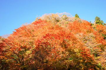 Fototapeta premium 梅ヶ瀬渓谷