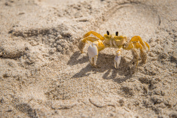 Crab on the beach