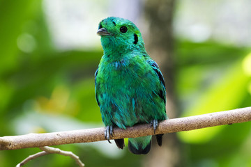 Lesser Green Broadbill