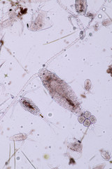 Copepods are a group of small crustaceans found in the sea and nearly every freshwater habitat. 
