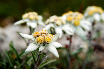 Alpen-Edelweiß (Leontopodium nivale subsp. alpinum)