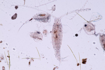 Copepods are a group of small crustaceans found in the sea and nearly every freshwater habitat. 