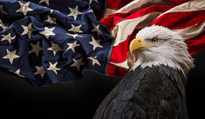 Naklejka premium Bald Eagle with American flag.