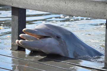 dolphins, dolphinarium