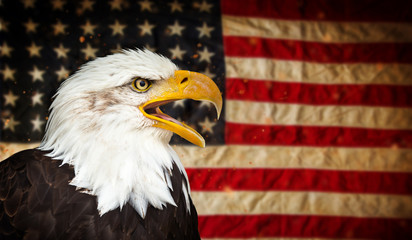 Bald Eagle with American flag.