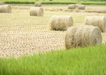 田んぼのロール状の藁