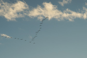 Wildgänse am Himmel