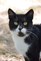 Домашние животные (Кошки)