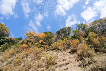 紅葉の秋 梅ヶ瀬渓谷