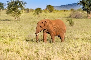 Obraz premium Isolated red elephant in the savannah