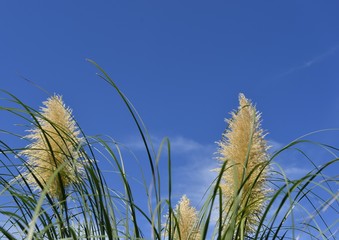 シロガネヨシと青空