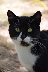 Домашние животные (Кошки)