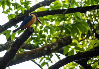 Stork-Billed Kingfisher
