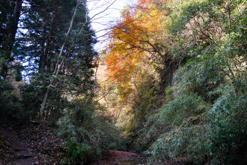 紅葉の秋 梅ヶ瀬渓谷