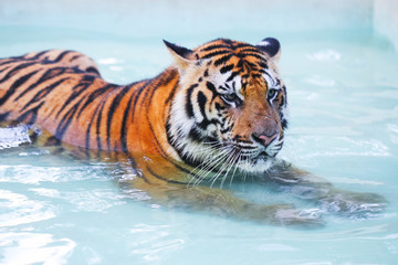 Fototapeta na wymiar Tiger lying in the swimming pool