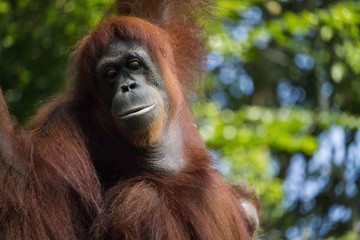 Fototapeta premium Orangutan 