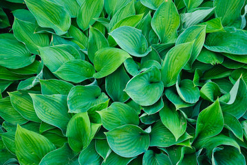 Hosta, or Funkia after a rain. Plant background of green leaves