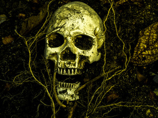 In front of human skull buried in the soil with the roots of the tree on the side. The skull has dirt attached to the skull.concept of death and Halloween