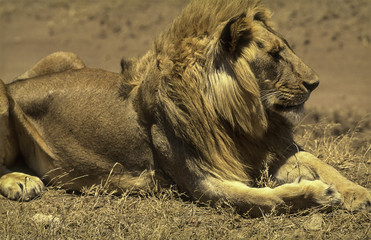 Lion Kenya - 170143165