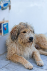 Homeless shaggy dog lying at the entrance to the shop on the street in Oia. Santorini (Thira) island.