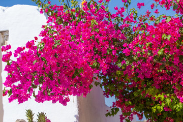 Beautiful blooming bougenvilia in Emporio on the island of Santorini in Greece.