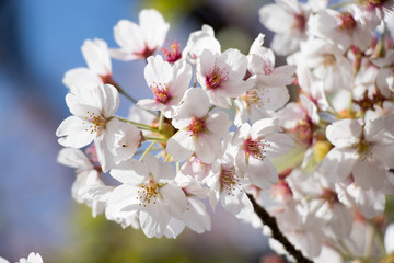 Obraz premium White cherry (Sakura) blossom in spring season with blue sky background