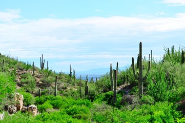 Saguaro cactus landscape. Saguaro National Park, Arizona.