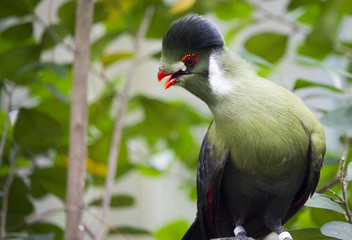 White-Cheeked Turaco