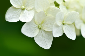 Flower in the field. Flower in the garden