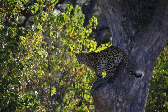 Leopard am Baum