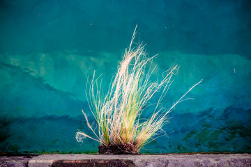 Touffe de graminée sur la berge du lac