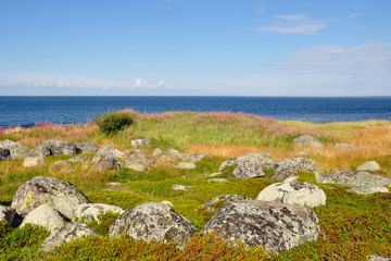Fototapeta na wymiar Coast of the White Sea and tundra vegetation on the Bolshoi Zayatsky Island Solovetsky Archipelago, Russia