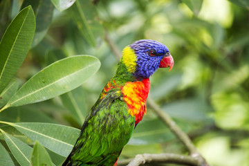 Beautiful Rainbow Lorikeet