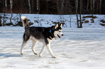 Fototapeta na wymiar Siberian Husky dog walking on the frozen lake
