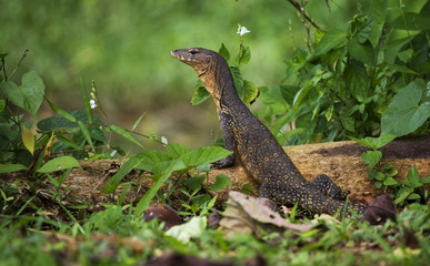 Asian Water Monitor