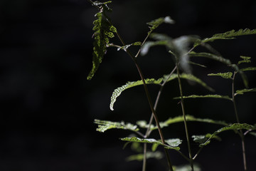 Green leaf growing in the way to waterfall , the tropical forest plant, evergreen vine on black background.