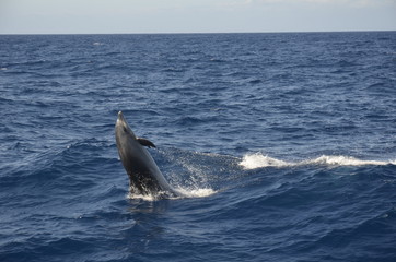 Pazifik Delfin 1