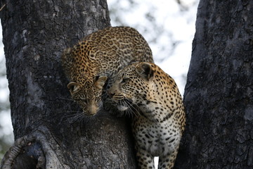Leopard Botswana