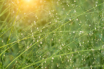 Flower grass in the forest.