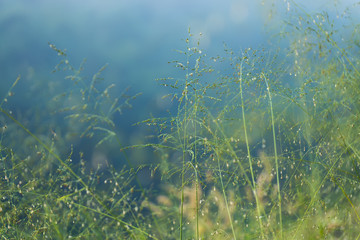 Fototapeta na wymiar Flower grass in the forest.