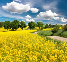 Raps-, Raps- oder Rapsfeld mit Landstraße