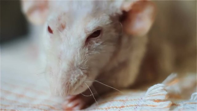 simatic rat albino gnaws a watermelon cake