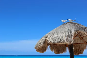 Poster Rieten parasol met zeemeeuwen Cancun © EvaWijman