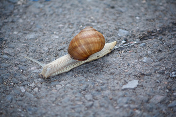 Snail on the asphalt cloe up. Nature