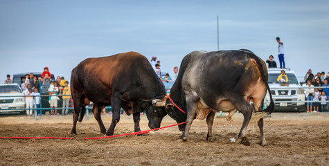 Bull fighting in Fujairah