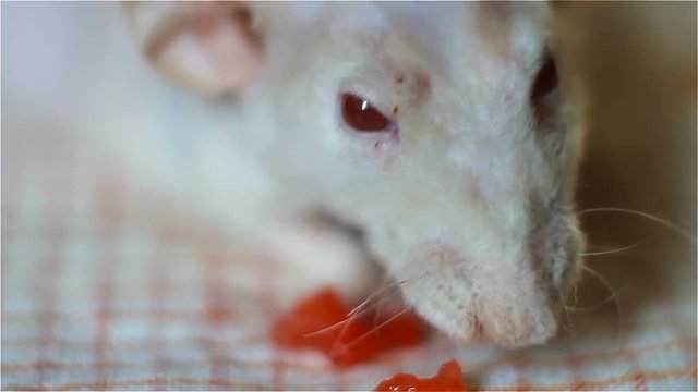 simatic rat albino gnaws a watermelon cake