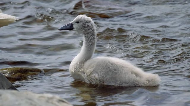 Baby Swan Cleans Itself - Graded Version, Real 200fps SlowMo