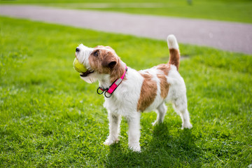 Happy Jack Russell dog standing in a park with a ball in mouth